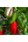 Насіння перцю солодкого «Ланчбокс червоний»