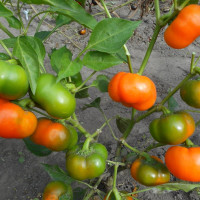 Sweet pepper seeds «Doe Hill»