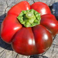 Sweet pepper seeds «Gogosar Vlad»