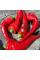 Hot pepper seeds «Pork Pig Intestines»