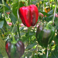 Насіння перцю солодкого «Боцман»
