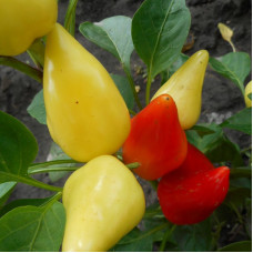 Hot pepper seeds «PI 310888»