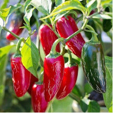 Sweet pepper seeds «Jalapeno Chichimeca»