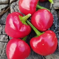 Hot pepper seeds «Deng Long Jiao»