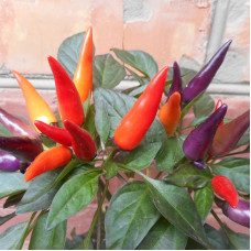 Hot pepper seeds «Eureca»