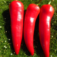 Sweet pepper seeds «Griechische milde Peperoni»