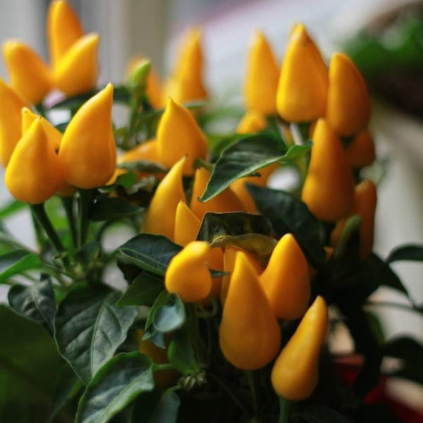 Насіння перцю солодкого «Помаранчеве диво»