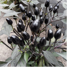 Hot pepper seeds «Ornamental Black Olive»