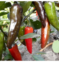 Hot pepper seeds «Hot Chocolate»