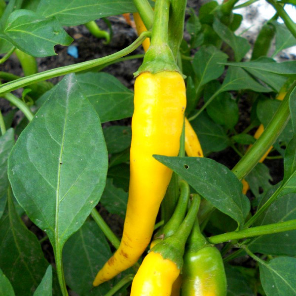 Насіння перцю гострого «Спайз Бойс»