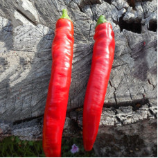 Hot pepper seeds «Tsitsak»