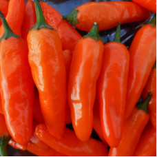 Hot pepper seeds «Jalapeno NuMex Pumpkin Spice»