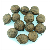 Walnut japanese seeds