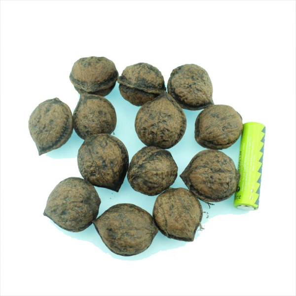 Walnut japanese seeds