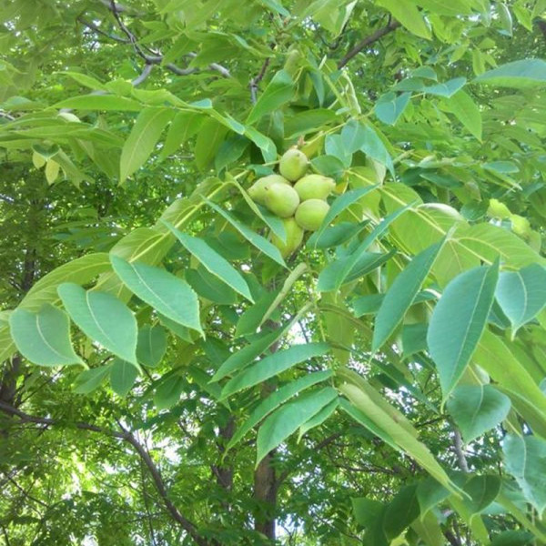 Walnut japanese seeds