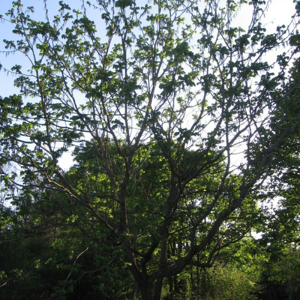 Walnut japanese seeds