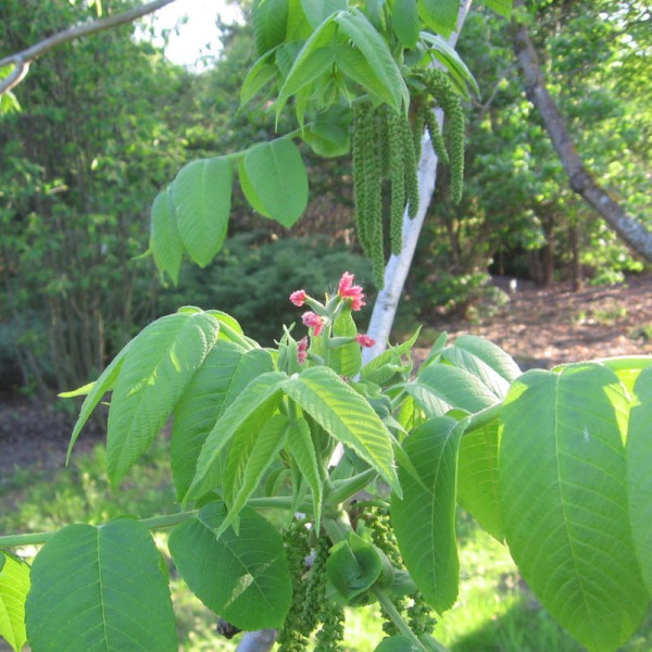 Walnut japanese seeds