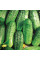 Cucumber seeds «Soplica» F1