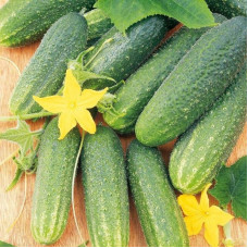 Cucumber seeds «Libelle» F1