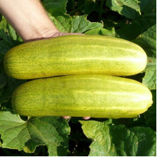 Cucumber seeds «Juan Dyckfleich»