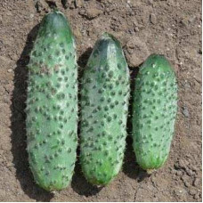 Cucumber seeds «Ira» F1