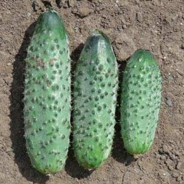 Cucumber seeds «Ira» F1