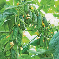 Насіння огірка «Еколь» F1