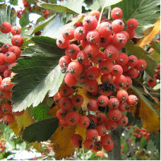 Swedish rowan (whitebeam) seeds