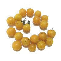 Cherry plum seeds «Gift of Kyiv»