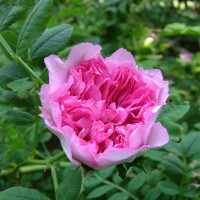 Chestnut rose seeds