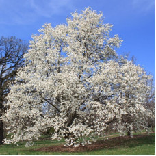 Magnolia kobus seeds