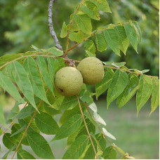 Walnut eastern black seeds