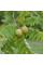 Walnut eastern black seeds