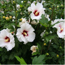 Hibiscus seeds «Rose of Sharon white»