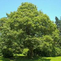 Maple sycamore seeds