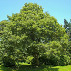 Maple sycamore seeds