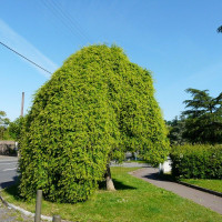 Japanese pagoda tree (sophora japonica) seeds