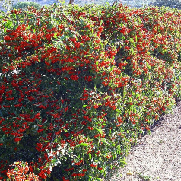 Scarlet firethorn «Soleil dor»