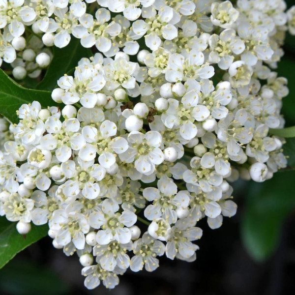 Scarlet firethorn «Soleil dor»