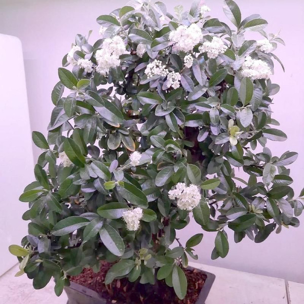 Scarlet firethorn «Soleil dor»