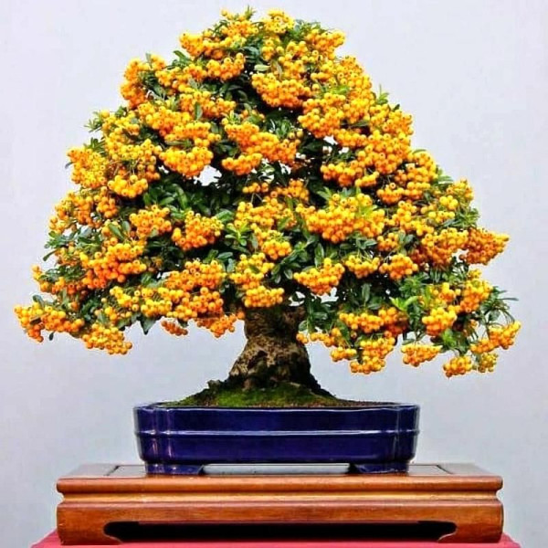 Scarlet firethorn «Soleil dor»