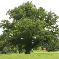 Oak pedunculate seeds