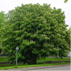 Horse chestnut seeds