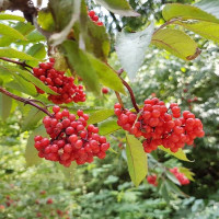 Elderberry red seeds