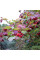 Guelder rose seeds «Roseum»
