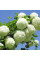 Guelder rose seeds «Roseum»