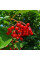 Guelder rose seeds «Roseum»