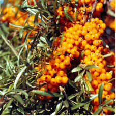 Sea buckthorn seeds