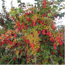 Barberry seeds