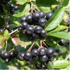 Black chokeberry seeds